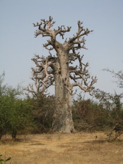 10 Baobab